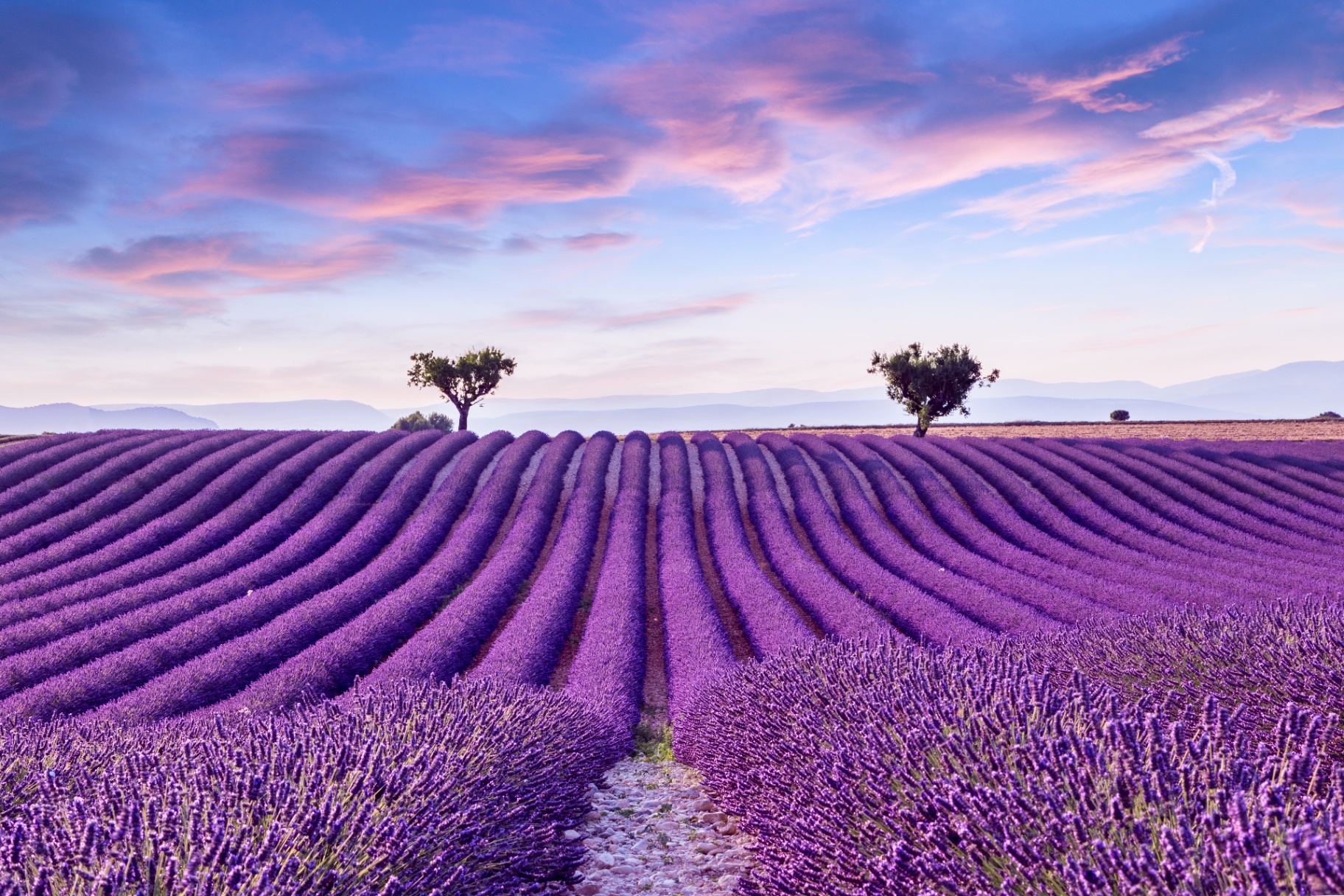 Lavender fields in Provence at sunset